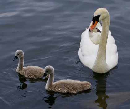 Very interesting and original situation when the chick is riding on the back of her mother-swan