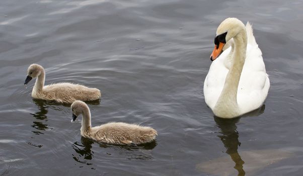 The swan and her young chicks are swimming in the water of the lake