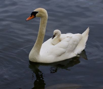 Very interesting and original situation when the chick is riding on the back of her mother-swan