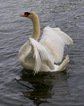 Strong beautiful mute swan shows his wings while swimming in the lake