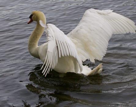 Strong mute swan spreads his wings while swimming in the lake