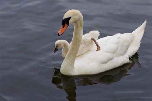 Very interesting and original situation when the chick is riding on the back of her mother-swan