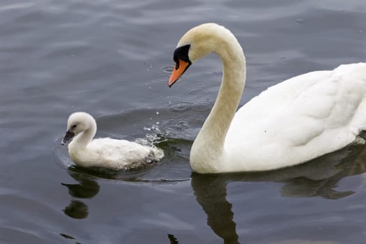 The mute swan and her cute chick are swimming together in the lake