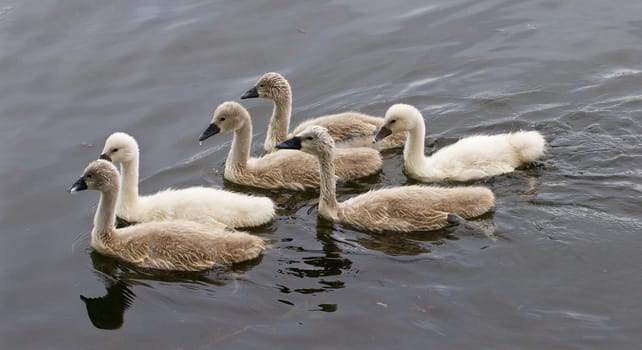 Six cute young swans are swimming together in the lake