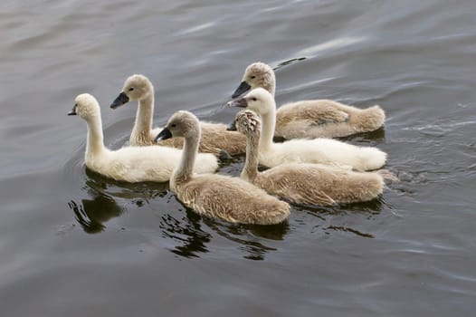 The family of six young swans is swimming in the lake