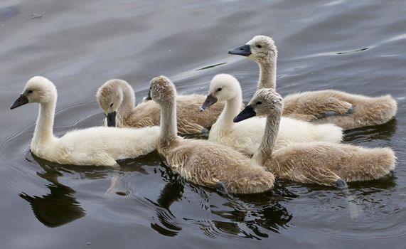 Six chicks of the mute swans are swimming together in the lake