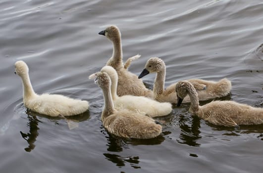 Cute young mute swan is trying to take off from the water with his small wings