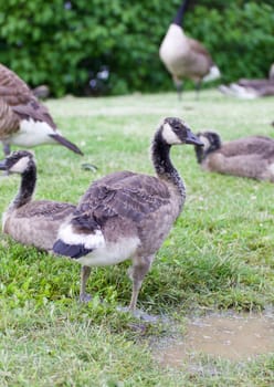 The family of young cackling geese on the geen grass field