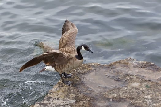 Beautiful cackling goose is jumping on the rock from the water of the lake