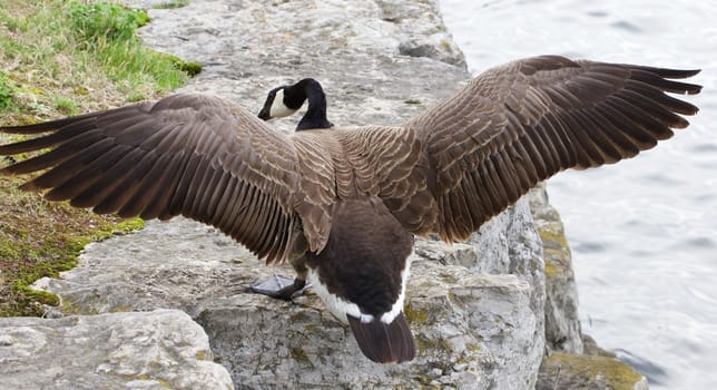 The beautiful jump of the cackling goose to the rock shore of the lake