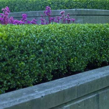 Trimmed green hedges, purple flowers and concrete of an urban flower bed