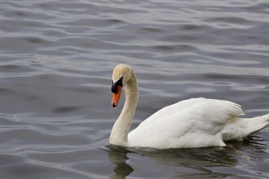 The beautiful background with the mute swan swimming in the lake