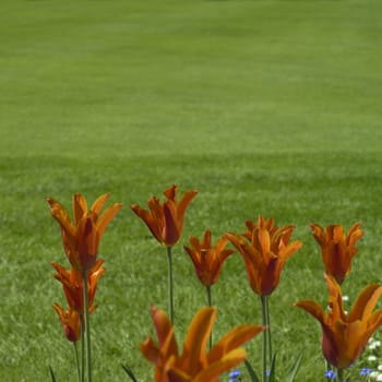 Orange tulip flowers in full bloom with rolling green grass