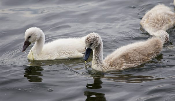 A pair of the young mute swans is swimming in the lake