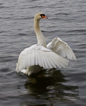 The mute swan is trying to hug someone