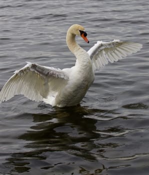 Beautiful mute swan spreads his wings