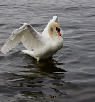 Strong confident mute swan with his powerful wings is swimming in the lake