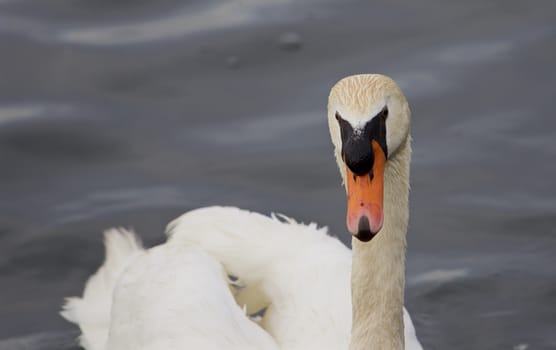 The funny mute swan's close-up with the water background