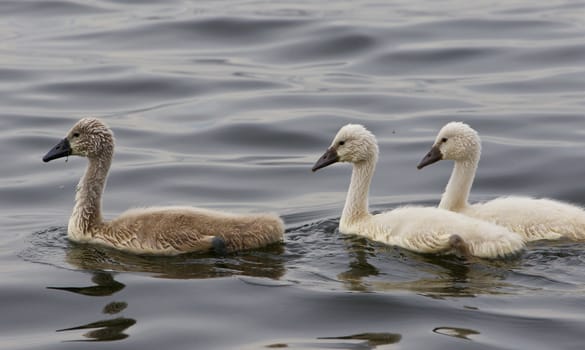 Three young mute swans are swimming somewhere in the lake