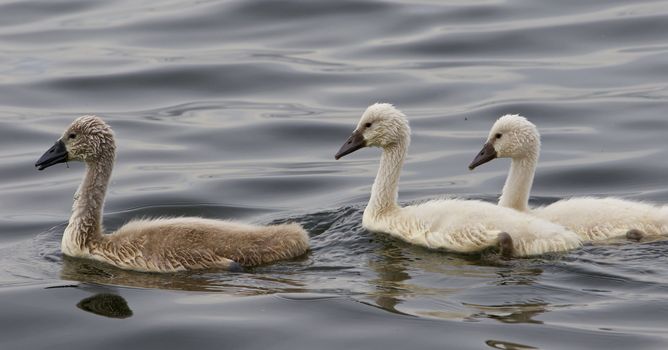 Three beautiful chicks of the mute swans are swimming in the lake