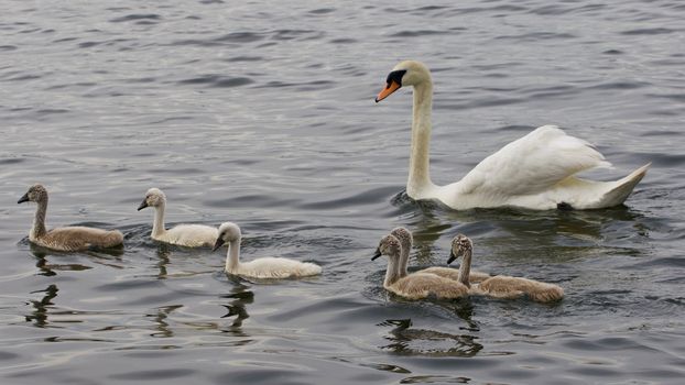 The family of the mute swans is swimming together in the lake