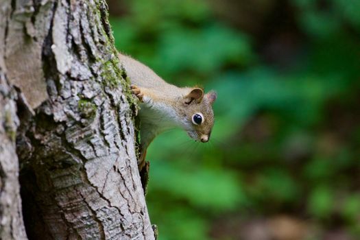 The cutest funny squirrel is playing in hide-and-seek at the tree