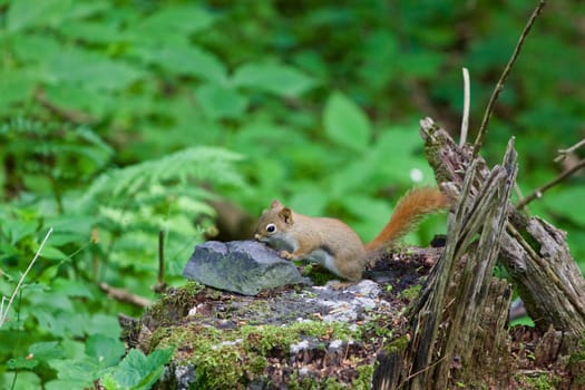 Very cute squirrel is searching for the food in the forest