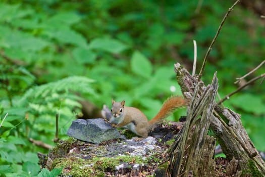 Very cute squirrel is looking for something in the forest