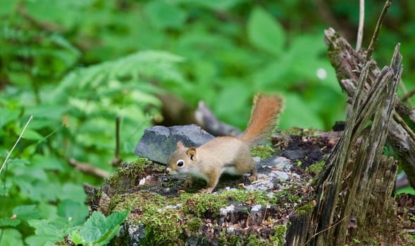 The cute little squirrel is looking for something in the forest