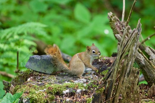 The cutest little squirrel is sitting on the stub in the forest