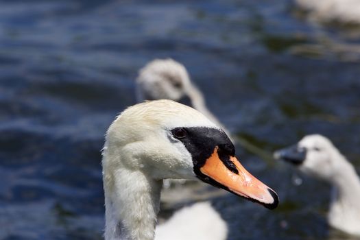 The portrait of the mother-swan and her chicks sharing the algae on the background