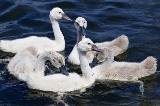 Five young mute swans are helping each other in the lake