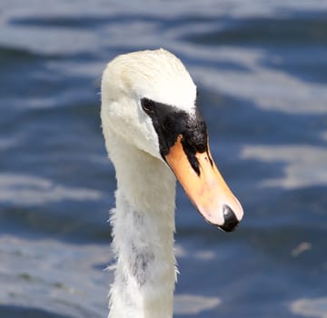 Beautiful portrait of the female mute swan with the water on the background