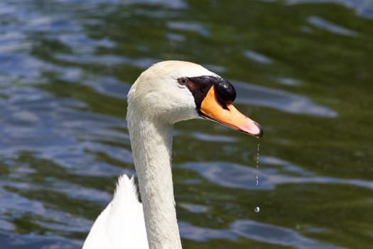 Beautiful portrait of the male mute swan drinking the water from the lake