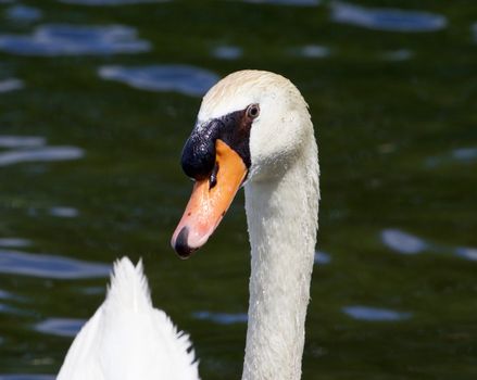 Funny portrait of the mute male swan with the water on the background