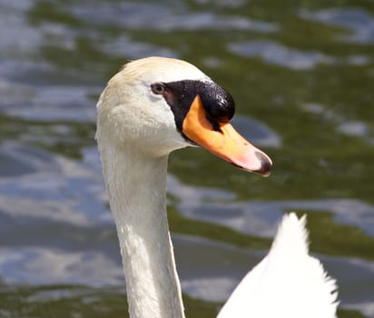 The close-up of the male mute swan in the water of the lake