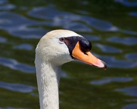 The portrait of the mute male swan with the water on the background