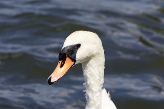 The portrait of the female mute swan with the water of the lake on the background