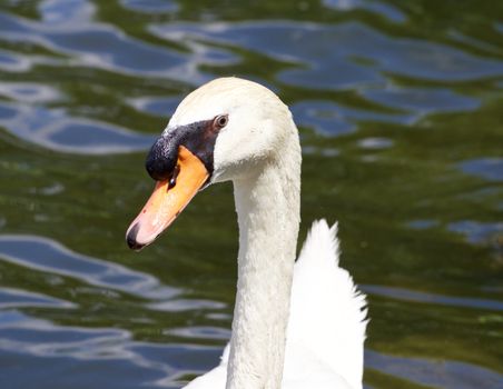 The funny mute swan seems to be in the frustration