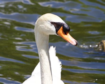 The portrait of the thoughtful mute swan with the water on the background