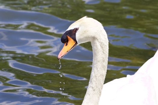 The thoughtful mute swan is drinking the water from the lake