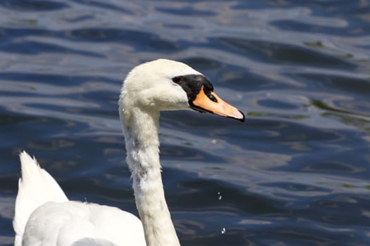 Beautiful female mute swan is looking for something while swimming in the lake