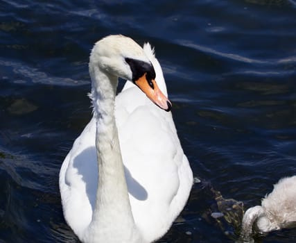 The mother-swan is looking for her young son in the water of the lake