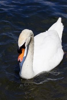 The close-up of the male mute swan in the water of the lake