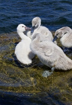 Young mute swans are kissing on the rock in the water of the lake