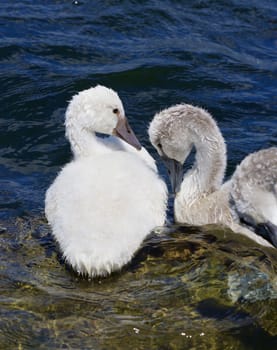 Two young mute swans lovers are staying close to each other