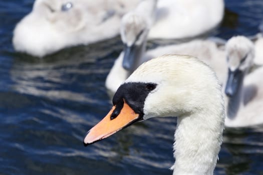 The portrait of the beautiful mother-swan with her children swimming in the lake on the background