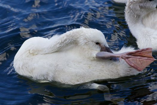 The funy cute little swan is cleaning her feathers in the water of the lake
