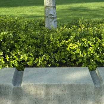 A tree trunk srpouting up from a hedge near a concrete wall in an urban setting