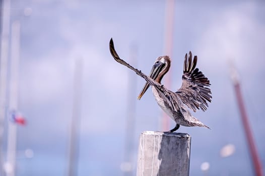 Touchdown Brown pelican landing
